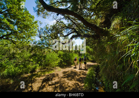Walkers on track beside the Levada do Risco near Rabacal, Madeira Stock Photo