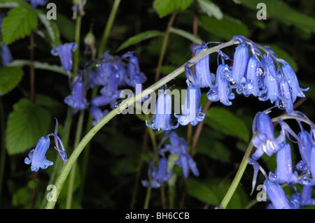 Bluebell, hyacinthoides non-scripta