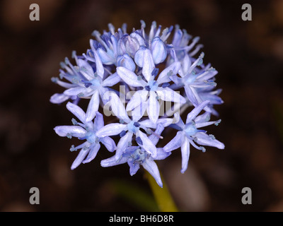 Italian Bluebell, hyacinthoides italica Stock Photo