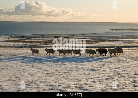 dh  ORPHIR ORKNEY Sheep flock walking over snow covered field  snowscape wintery countryside winter