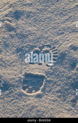 dh  SNOW BACKGROUND Walking boot foot print in snow footprint shoe mark prints step Stock Photo