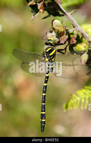 Golden Ringed dragonfly (Cordulegaster boltonii) Wales, UK. Stock Photo