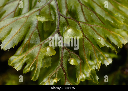 Tunbridge Filmy-fern, hymenophyllum tunbrigense Stock Photo