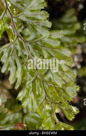 Tunbridge Filmy-fern, hymenophyllum tunbrigense Stock Photo