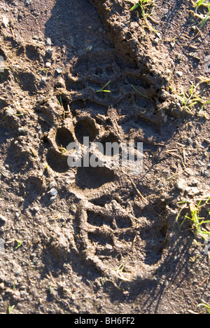 paw print and foot print in mud Farm Stock Photo