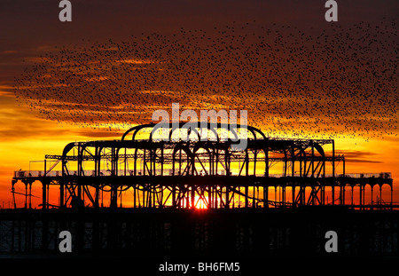 Starling fly above the remains of Brighton's West Pier. Picture by James Boardman Stock Photo