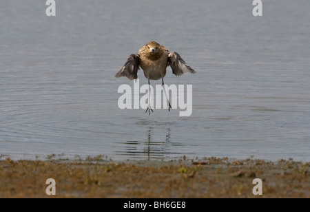 Pacific Golden Plover Pluvialis fulva about to land on the San Malo mudflats Parksville Vancouver Island BC Canada in September Stock Photo