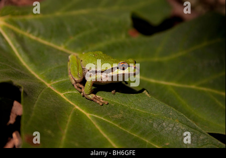 Pacific Tree Frog Pseudacris regilla on a leaf at the Morrell Wildlife Sanctuary Nanaimo Vancouver Island BC Canada in August Stock Photo