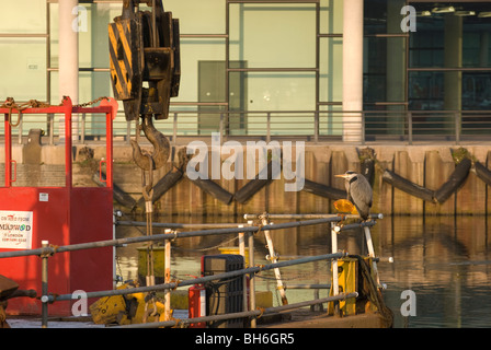Grey Heron (Ardea cinerea) sitting on a barge, Salford Quays, Greater Manchester UK Stock Photo
