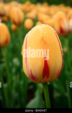 A close up of a yellow and red variegated tulip with dew or rain drops in a field of tulips on show in Ottawa, Ontario, Canada. Stock Photo