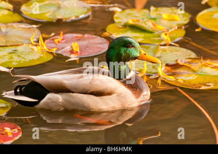 Idaho, Boise, Kathryn Albertson Park. Male Drake Mallard duck floating amongst lily pads in pond during autumn. Stock Photo