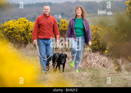 A couple walk their black labrador dog with gorse in full spring bloom on West Dartmoor near Yelverton Devon Stock Photo