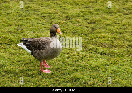 Greylag Goose, Anser anser, at Slimbridge WWT in Gloucestershire Stock Photo