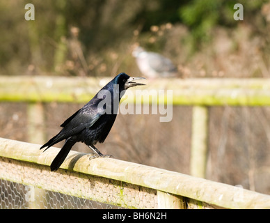 Rook, Corvus frugilegus, at Slimbridge WWT in Gloucestershire Stock Photo