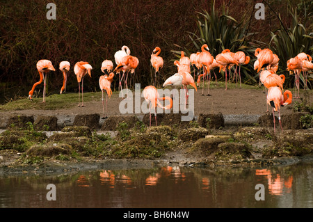Caribbean and Greater Flamingos at Slimbridge WWT in Gloucestershire