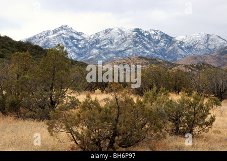 Mount Wrightson seen from the Arizona Trail in the Santa Rita Mountains, Coronado National Forest, Sonoran Desert, Arizona, USA. Stock Photo