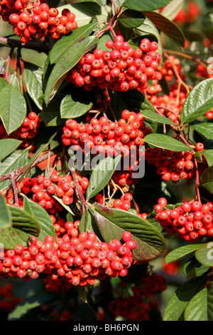 Milkflower Cotoneaster, Parney Cotoneaster or Parney's Red Clusterberry, Cotoneaster lacteus, Rosaceae, China Stock Photo