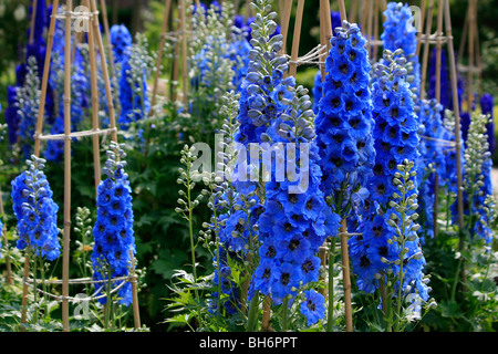 Delphiniums blooming at Alnwick Garden in Northumberland. Stock Photo