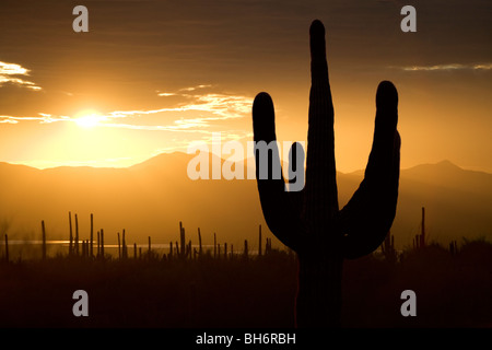 Saguaro cactus silhouetted at sunset in Tucson Arizona in Saguaro West National Park. Stock Photo