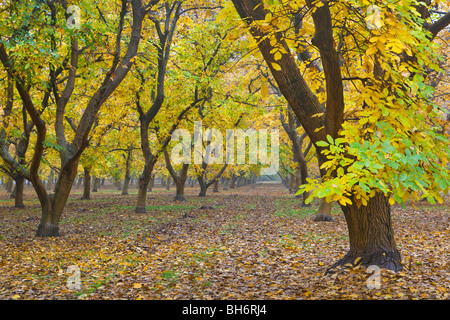 Walnut orchards in the fall in the Sacramento Valley, California Stock Photo