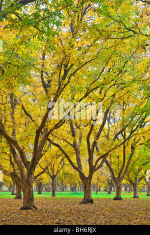 Walnut orchards in the fall in the Sacramento Valley, California Stock Photo