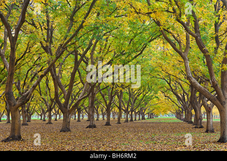 Walnut orchards in the fall in the Sacramento Valley, California Stock Photo