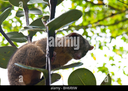 Kinkajou in the trees in the rainforest of Monteverde in Costa Rica Stock Photo