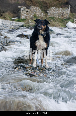 Border collie dog Single adult male standing in a stream Beach, Pembrokeshire, Wales Stock Photo