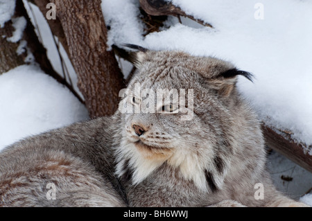 A Canadian Lynx in winter Stock Photo