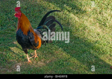 Wild Rooster crowing on the island of Kauai, Hawaii Stock Photo