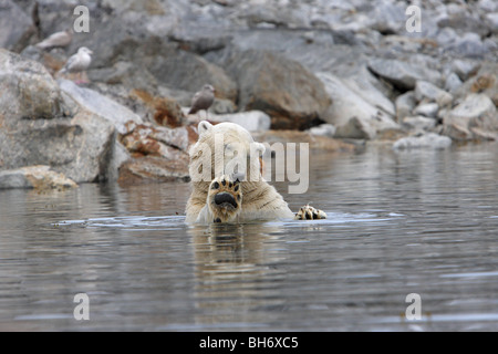 Polar Bear Ursus maritimus in the ocean licking its paws after feeding on a nearby whale carcass Stock Photo