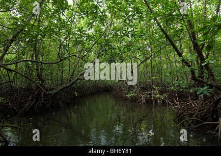 mangroves near Gayana Eco-Resort, Gaya Island, Sabah, East Malaysia.