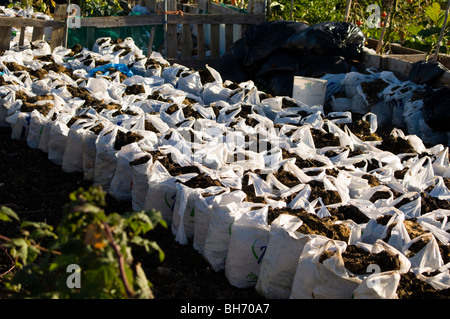 Plastic carrier bags filled with compost waiting to be dug in on an allotment plot Stock Photo