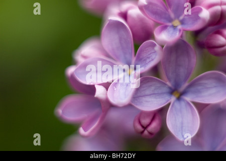 Four petal lilac flowers closeup with soft focus background in Bellevue Botanical Garden Stock Photo
