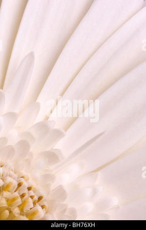 White gerbera Stock Photo