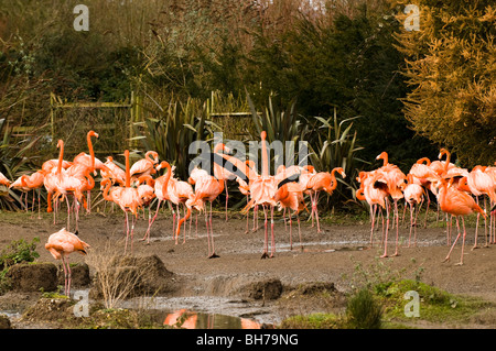 Caribbean and Greater Flamingos at Slimbridge WWT in Gloucestershire