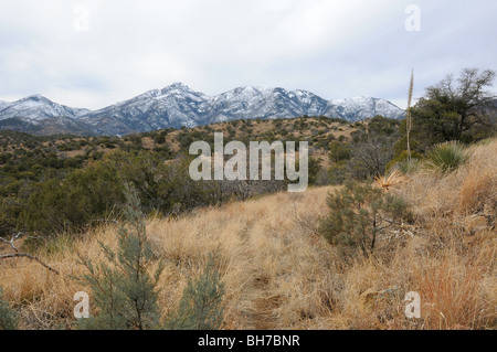 Mount Wrightson seen from the Arizona Trail in the Santa Rita Mountains, Coronado National Forest, Sonoran Desert, Arizona, USA. Stock Photo