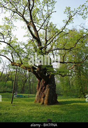 Oak trees park near Rogalin, Wielkopolska, Poland Stock Photo