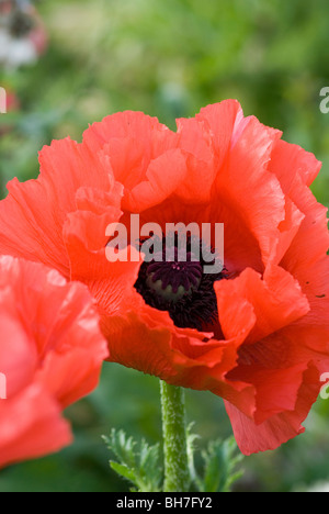 PAPAVER ORIENTALE JACINTH POPPY Stock Photo