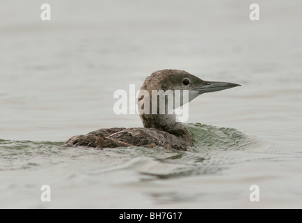 common loon winter plumage Gavia immer lake swimming swim Stock Photo