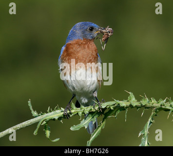 eastern bluebird male grasshopper Stock Photo