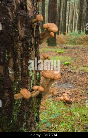 Honey mushroom commonly known as Shoestring Rot  (Armillaria ostoyae) on a pine trunk. Stock Photo