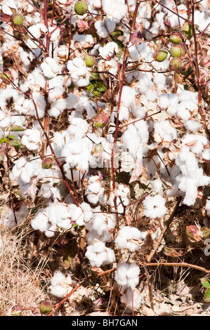 cotton plants ready for harvest in a field Stock Photo