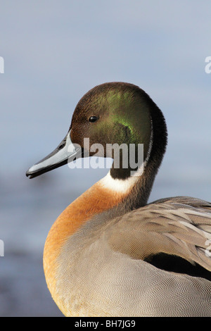 Northern pintail Green winged Teal duck drake hybrid cross-Victoria, British Columbia, Canada. Stock Photo