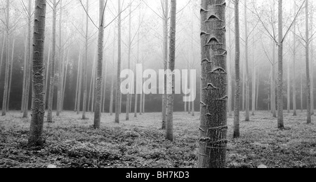 Poplar trees, on a misty morning, Carsac, Perigord Noir, Dordogne, France. Stock Photo