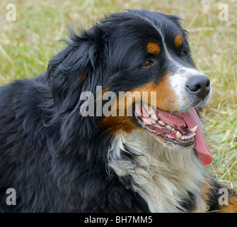 Portrait lying on the grass tired Bernese Mountain Dog Stock Photo