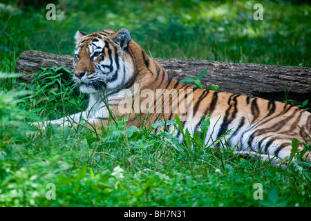 Tiger at the Bronx Zoo in New York Stock Photo