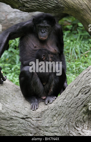 Bonobo baby Pygmy Chimpanzee chimp cincinnati zoo Stock Photo