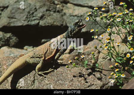 Common Chuckwalla (Sauromalus obesus) Stock Photo
