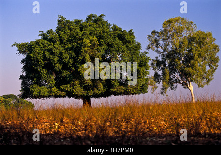 Banyan Tree, "Northern Territory" Australia Stock Photo